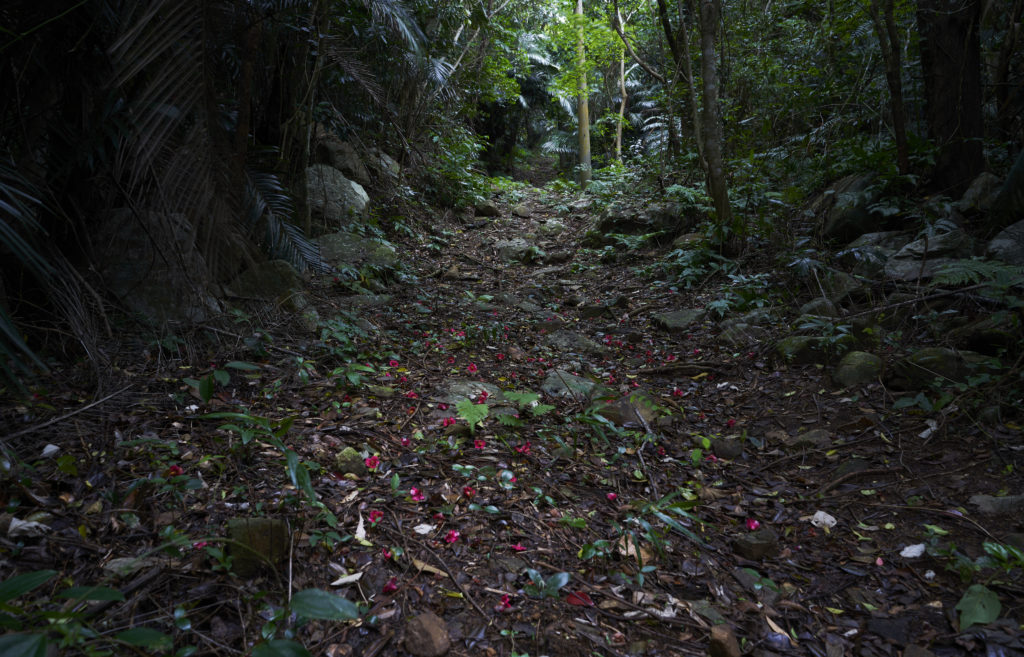 Forest path, Ishigaki